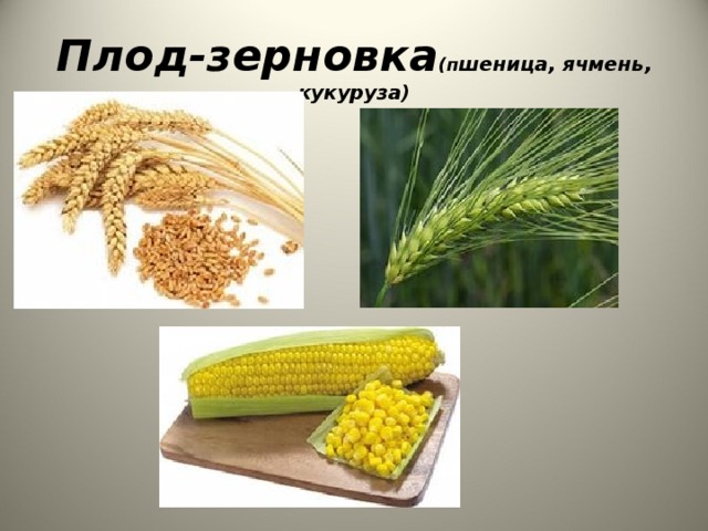 Плод-зерновка (п шеница, ячмень, кукуруза)