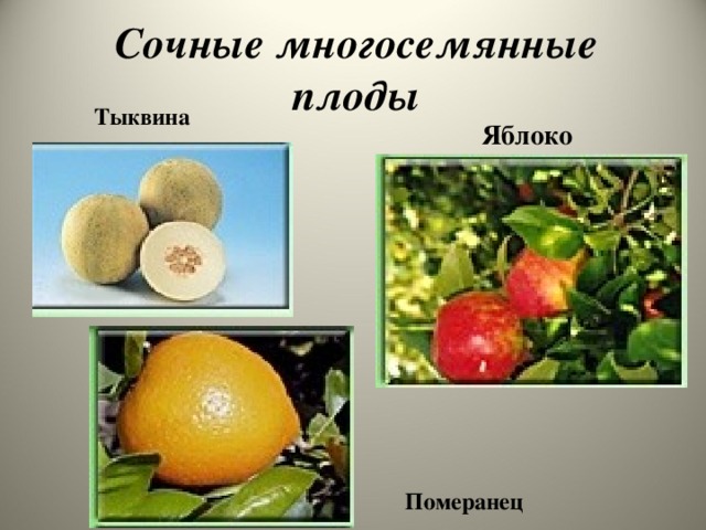 Сочные многосемянные плоды Тыквина Яблоко Померанец