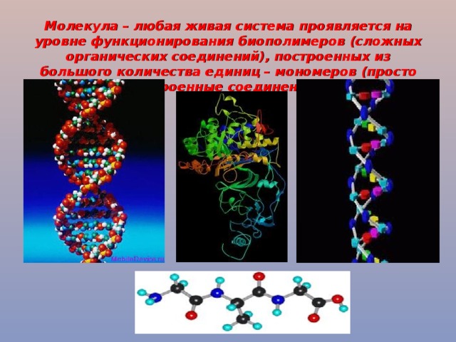 Молекула – любая живая система проявляется на уровне функционирования биополимеров (сложных органических соединений), построенных из большого количества единиц – мономеров (просто устроенные соединения)