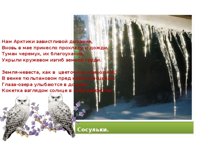 Нам Арктики завистливой дыхание, Вновь в мае принесло прохладу и дожди. Туман черемух, их благоухание, Укрыли кружевом изгиб земной груди.  Земля-невеста, как в цветочном кринолине, В венке тюльпановом пред небом расцвела. Глаза-озера улыбаются в долине. Кокетка взглядом солнце в небе разожгла! Сосульки.