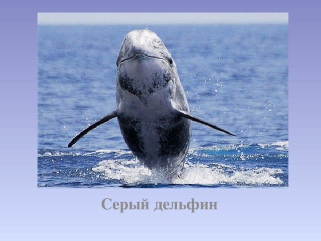 Серый дельфин