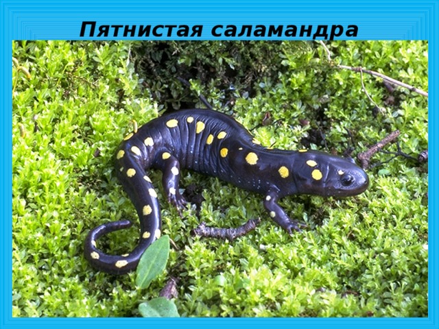 Пятнистая саламандра