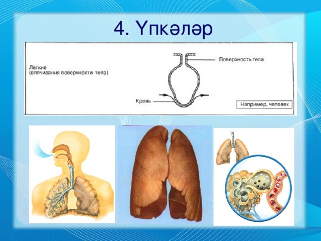 4. Үпкәләр