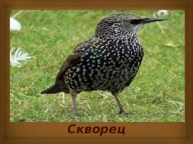 Скворец