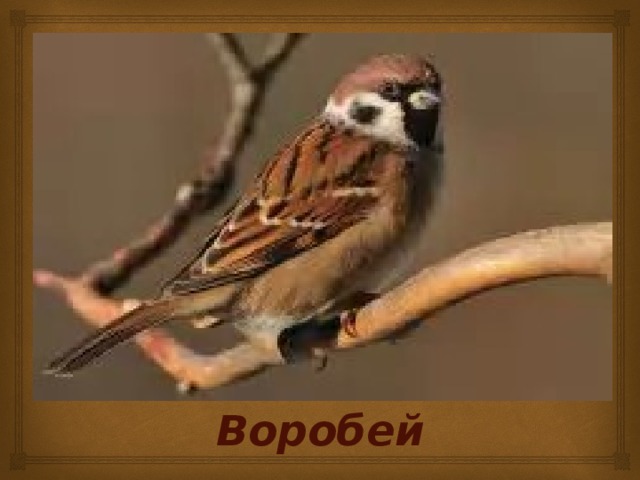 Воробей