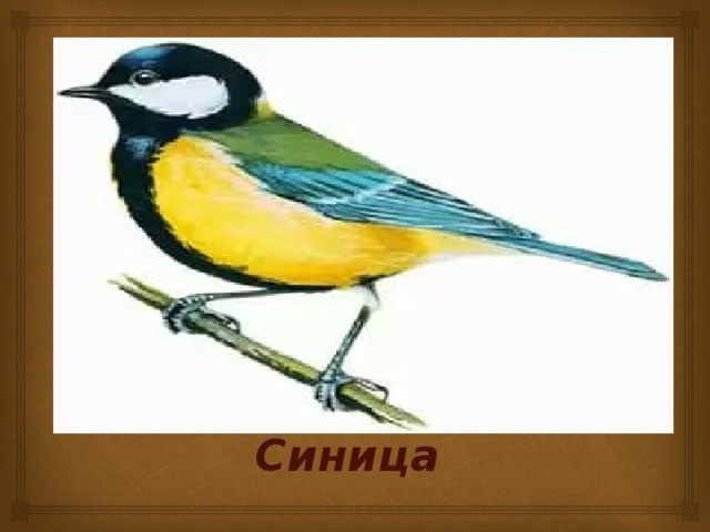 Синица