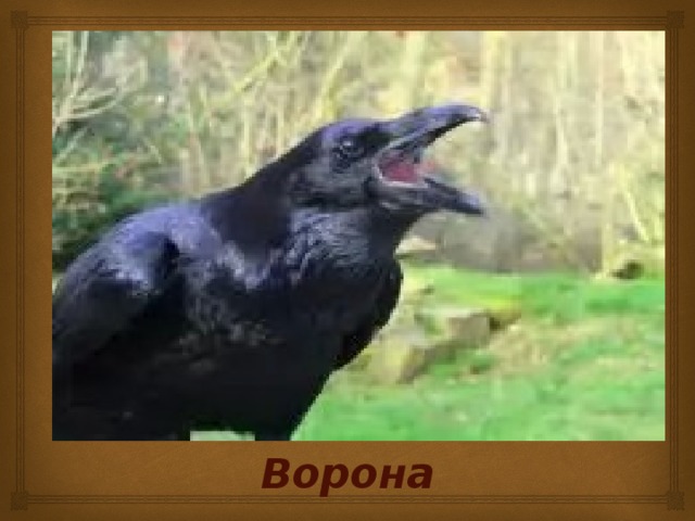 Ворона