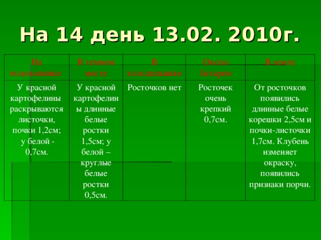 На 14 день 13.02. 2010г. На подоконнике В темном месте У красной картофелины раскрываются листочки, почки 1,2см;  у белой - 0,7см. В холодильнике У красной картофелины длинные белые ростки 1,5см; у белой – круглые белые ростки 0,5см. Около батареи Росточков нет В земле Росточек очень крепкий 0,7см. От росточков появились длинные белые корешки 2,5см и почки-листочки 1,7см. Клубень изменяет окраску, появились признаки порчи.