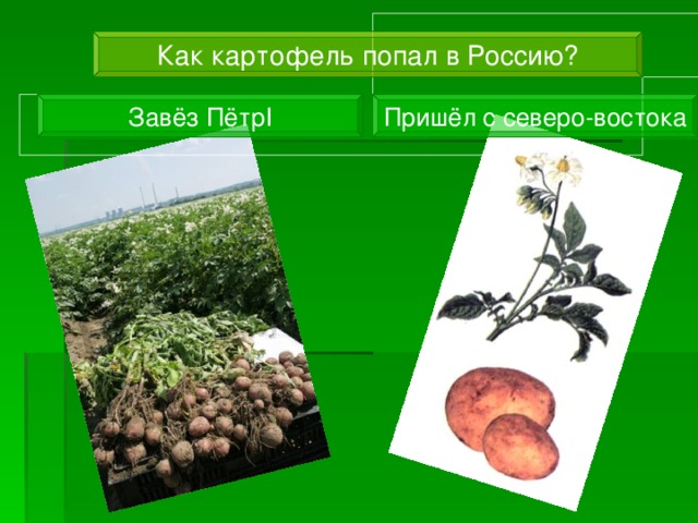 Как картофель попал в Россию? Завёз Пётр I Пришёл с северо-востока