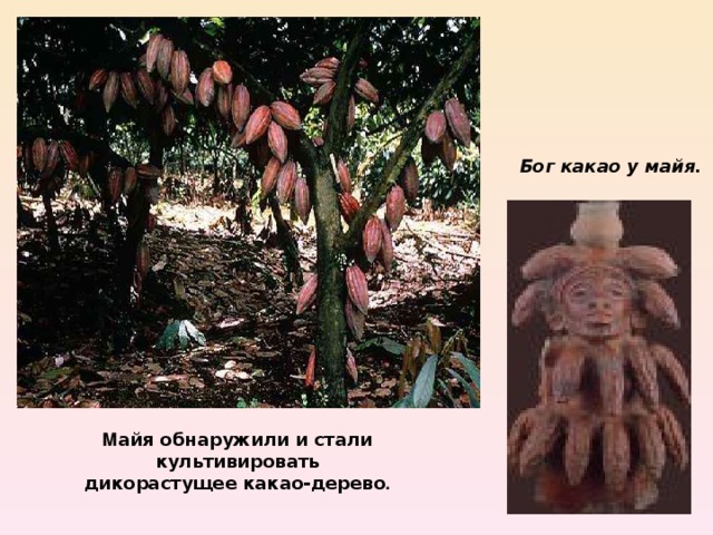 Бог какао у майя. М айя обнаружили и стали культивировать дикорастущее какао-дерево .