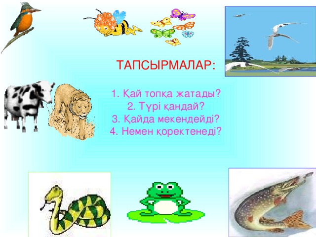 ТАПСЫРМАЛАР:   1. Қай топқа жатады?  2. Түрі қандай?  3. Қайда мекендейді?  4. Немен қоректенеді?