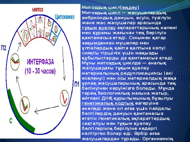 Митоздық цикл[ өңдеу ] Митоздық цикл — жасушалардың эмбриондық дамуын, өсуін, түзілуін және жас жасушалар арасында  тұқым  қуалау  ақпараттарының көлемі мен құрамы жағынан тең берілуін қамтамасыз етеді. Сонымен қатар зақымданған мүшелер мен ұлпалардың қайта қалпына келуі сияқты тіршілік үшін маңызды құбылыстарды да қамтамасыз етеді. Мұны митоздық циклде — аналық жасушадағы тұқым қуалау материалының редупликациясы (екі еселенуі) мен осы материалдың жаңа ұрпақ жасушаларының арасында тең бөлінуінен көруімізге болады. Мұнда терең биологиялық мағына жатыр, өйткені ДНҚ құрылымының бұзылуы  генетикалық  кодтың  өзгеруіне әкеледі және ол ағза үшін пайдалы белгілердің дамуын қамтамасыз ететін генетикалық ақпараттардың сақталуы мен тұқым қуалау белгілерінің берілуіне кедергі келтірген болар еді. Әрбір ағза жасушалардан тұрады. Организмнің тіршілік етуі мен дамуы жасушалардың көбеюін қамтамасыз етеді. Жасушаның бөлінуі деп бір  аналық  жасушадан екі немесе бірнеше жасушалардың түзілу процесін айтады.