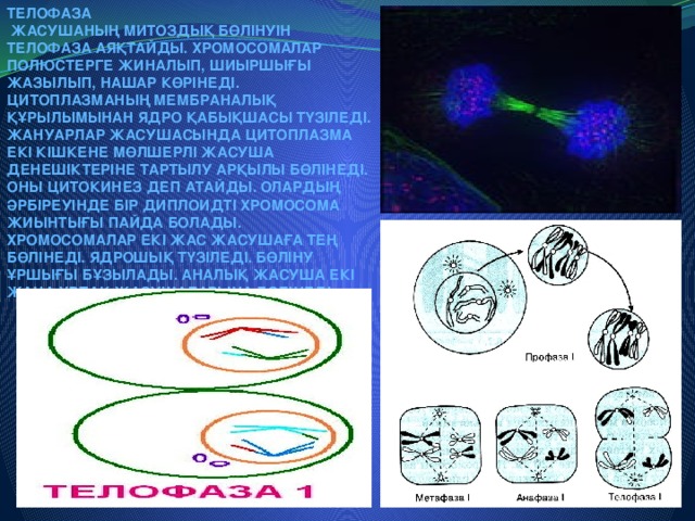 Телофаза  Жасушаның митоздық бөлінуін телофаза аяқтайды. Хромосомалар полюстерге жиналып, шиыршығы жазылып, нашар көрінеді. Цитоплазманың мембраналық құрылымынан ядро қабықшасы түзіледі. Жануарлар жасушасында цитоплазма екі кішкене мөлшерлі жасуша денешіктеріне тартылу арқылы бөлінеді. Оны  цитокинез  деп атайды. Олардың әрбіреуінде бір диплоидті хромосома жиынтығы пайда болады. Хромосомалар екі жас жасушаға тең бөлінеді. Ядрошық түзіледі. Бөліну ұршығы бұзылады. Аналық жасуша екі жаңа ұрпак жасушаларына бөлінеді.
