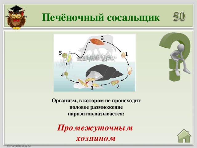 Печёночный сосальщик Организм, в котором не происходит половое размножение паразитов,называется:  Промежуточным хозяином