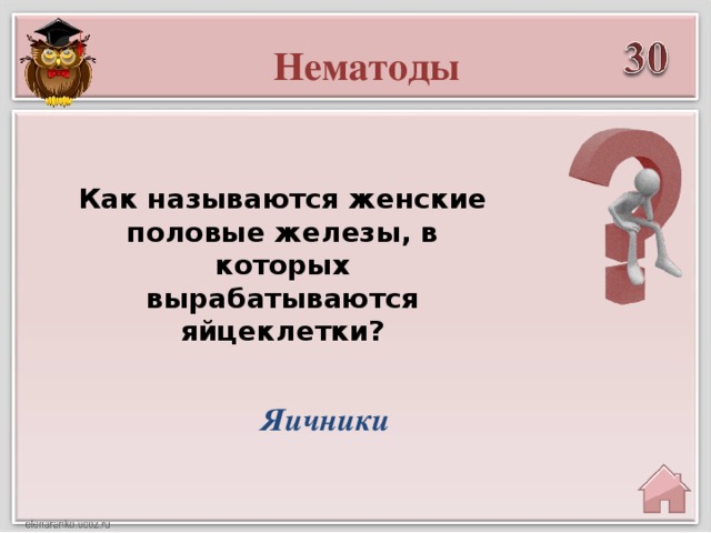 Нематоды Как называются женские половые железы, в которых вырабатываются яйцеклетки? Яичники