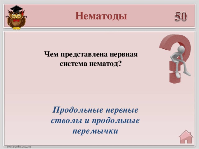 Нематоды Чем представлена нервная система нематод? Продольные нервные стволы и продольные перемычки