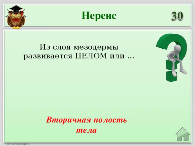 Нереис Из слоя мезодермы развивается ЦЕЛОМ или … Вторичная полость тела