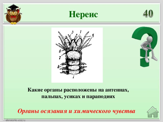 Нереис Какие органы расположены на антеннах, пальпах, усиках и параподиях Органы осязания и химического чувства