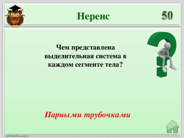 Нереис Чем представлена выделительная система в каждом сегменте тела? Парными трубочками