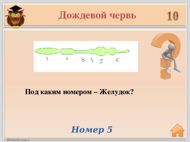 Дождевой червь Под каким номером – Желудок? Номер 5