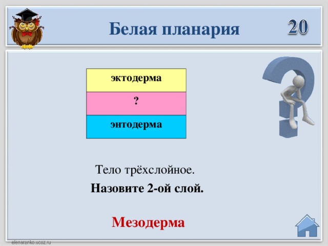 Белая планария эктодерма ? энтодерма Тело трёхслойное.  Назовите 2-ой слой. Мезодерма