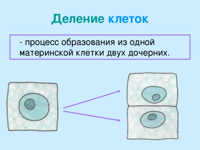 Деление клеток  - процесс образования из одной материнской клетки двух дочерних.