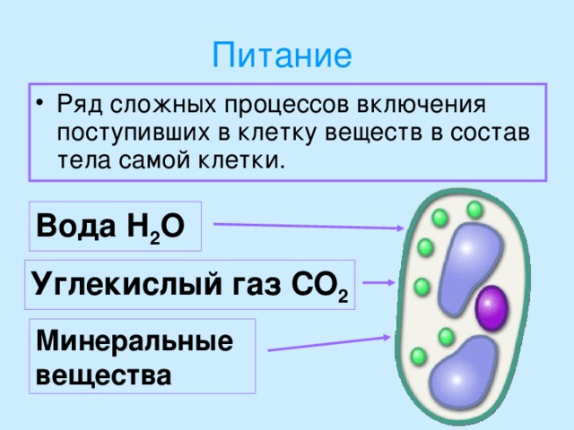 Питание  Ряд сложных процессов включения поступивших в клетку веществ в состав тела самой клетки. Вода Н 2 О Углекислый газ СО 2 Минеральные вещества