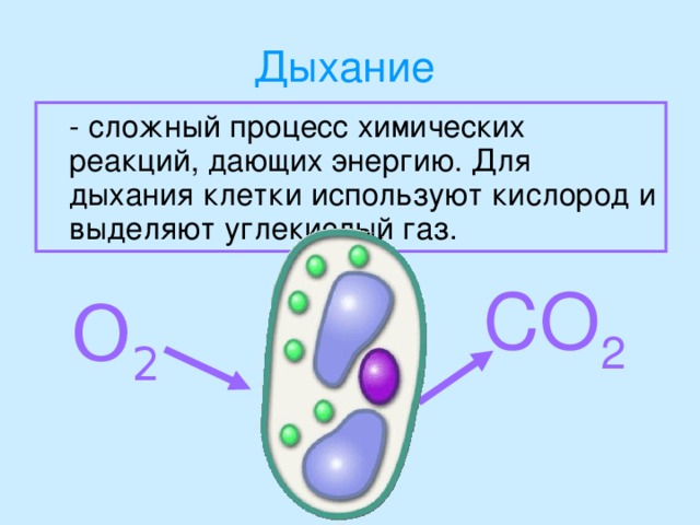 Биология 5 класс жизнедеятельность клетки