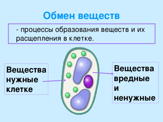 Обмен веществ  - процессы образования веществ и их расщепления в клетке. Вещества вредные и ненужные Вещества нужные клетке