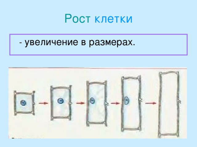 Рост клетки  - увеличение в размерах.