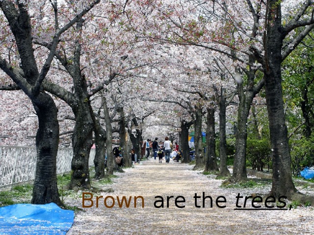Brown are the trees ,