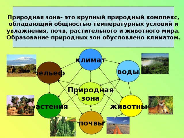 Примеры растений в разных природных зонах. Природные зоны. Схема природных зон. Природные зоны понятие. Взаимосвязь в природных зонах.