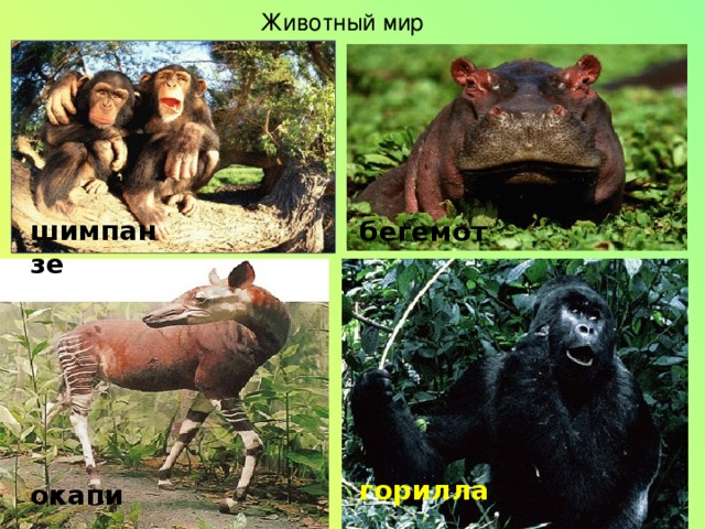 Животный мир шимпанзе бегемот горилла окапи