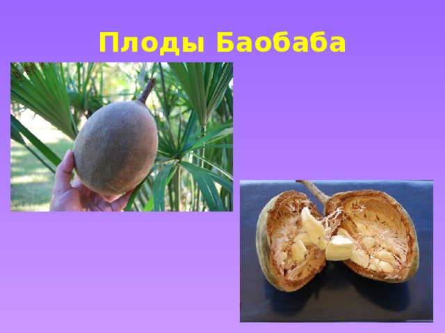 Плоды Баобаба