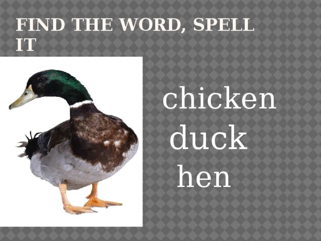 Find the word, spell it chicken duck hen