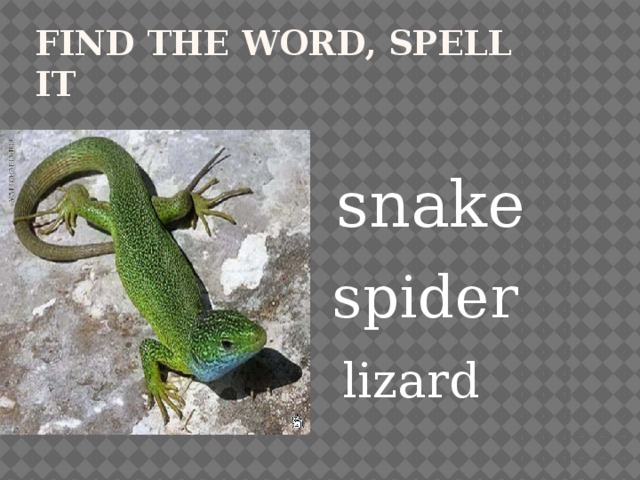 Find the word, spell it snake spider lizard