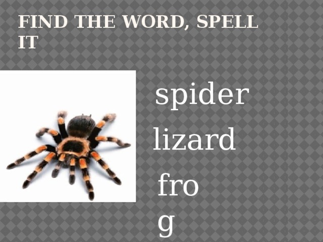Find the word, spell it spider lizard frog