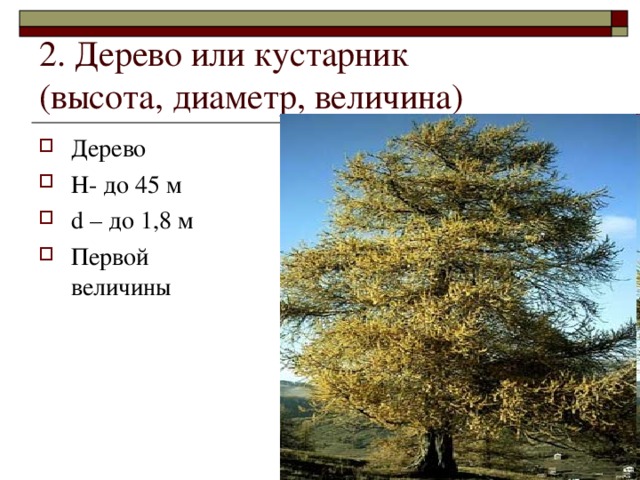 2. Дерево или кустарник  (высота, диаметр, величина)
