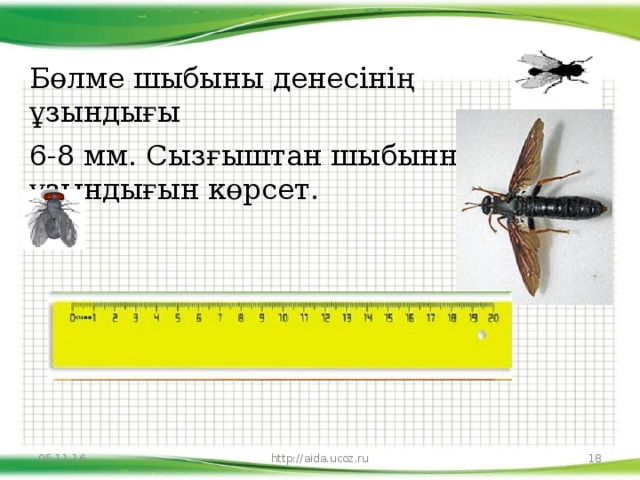 Бөлме шыбыны денесінің ұзындығы 6-8 мм. Сызғыштан шыбынның ұзындығын көрсет. 05.11.16 http://aida.ucoz.ru