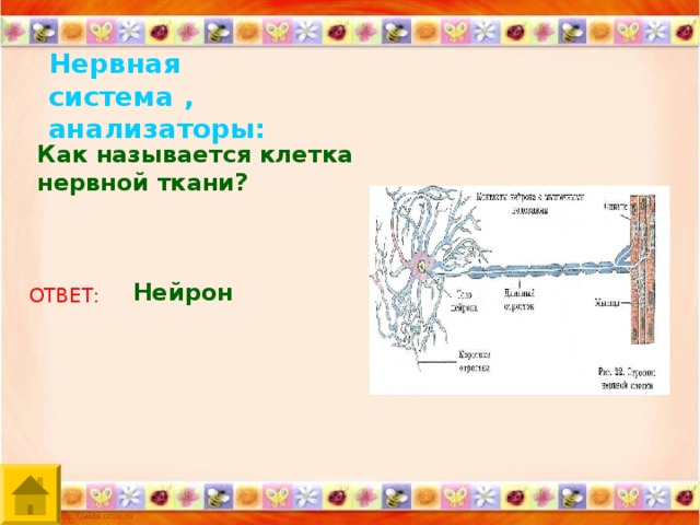 Нервная система , анализаторы: Как называется клетка нервной ткани? Нейрон ОТВЕТ: