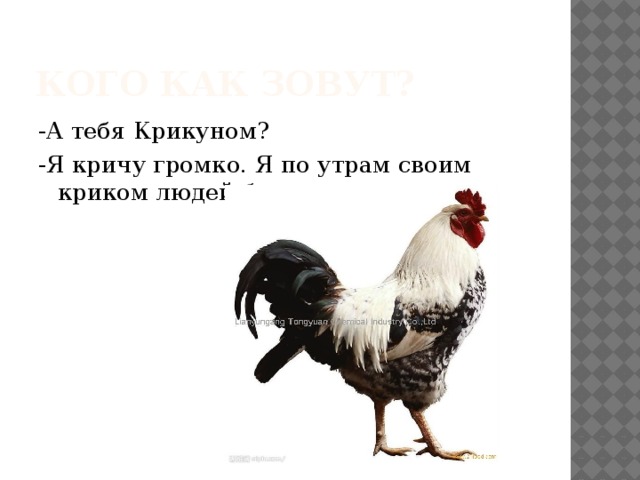 Кого как зовут? -А тебя Крикуном? -Я кричу громко. Я по утрам своим криком людей бужу.