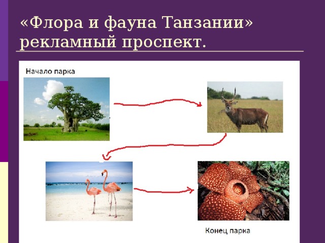 «Флора и фауна Танзании»  рекламный проспект.