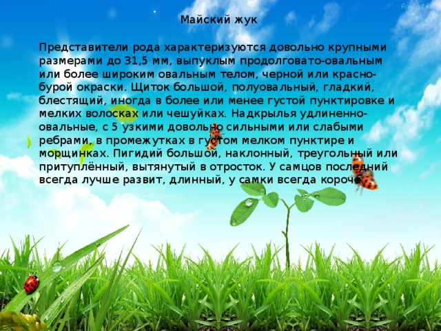 Майский жук Представители рода характеризуются довольно крупными размерами до 31,5 мм, выпуклым продолговато-овальным или более широким овальным телом, черной или красно-бурой окраски. Щиток большой, полуовальный, гладкий, блестящий, иногда в более или менее густой пунктировке и мелких волосках или чешуйках. Надкрылья удлиненно-овальные, с 5 узкими довольно сильными или слабыми ребрами, в промежутках в густом мелком пунктире и морщинках. Пигидий большой, наклонный, треугольный или притуплённый, вытянутый в отросток. У самцов последний всегда лучше развит, длинный, у самки всегда короче.