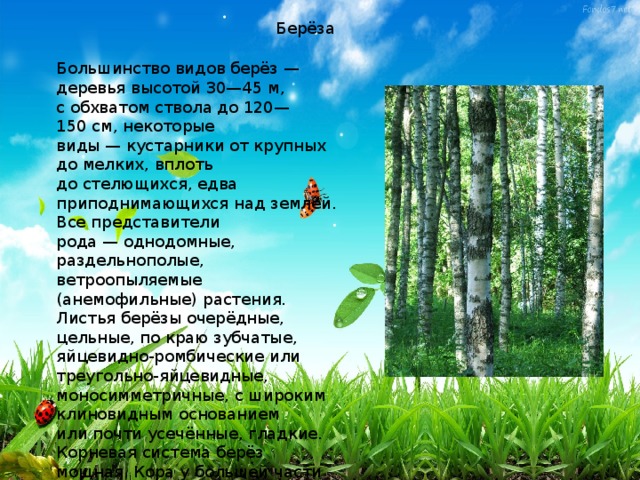 Берёза Большинство видов берёз — деревья высотой 30—45 м, с обхватом ствола до 120—150 см, некоторые виды — кустарники от крупных до мелких, вплоть до стелющихся, едва приподнимающихся над землёй. Все представители рода — однодомные, раздельнополые, ветроопыляемые (анемофильные) растения. Листья берёзы очерёдные, цельные, по краю зубчатые, яйцевидно-ромбические или треугольно-яйцевидные, моносимметричные, с широким клиновидным основанием или почти усечённые, гладкие. Корневая система берёз мощная. Кора у большей части берёз белая, желтоватая, розоватая или красновато-бурая, у некоторых видов серая, коричневая или даже чёрная.