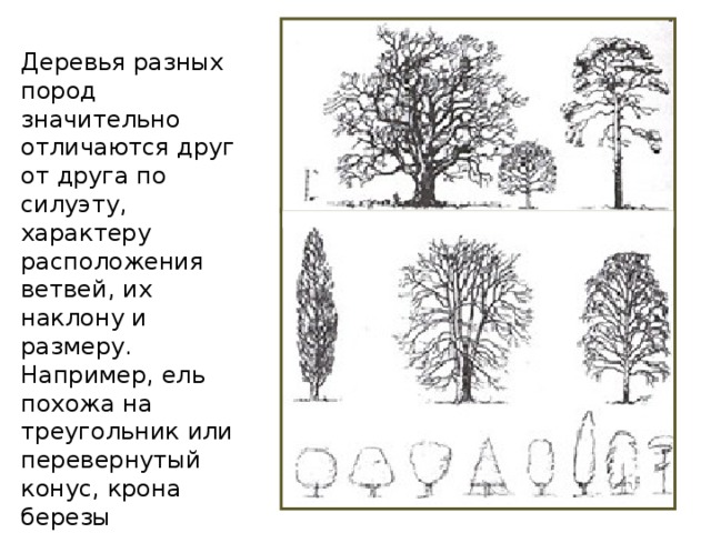 Деревья разных пород значительно отличаются друг от друга по силуэту, характеру расположения ветвей, их наклону и размеру. Например, ель похожа на треугольник или перевернутый конус, крона березы напоминает овал, крона дуба — шар.