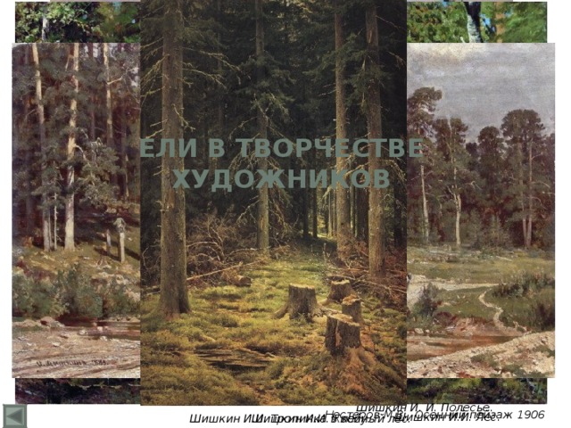 ЕЛИ В ТВОРЧЕСТВЕ ХУДОЖНИКОВ Шишкин И. И. Полесье. Нестеров М.В. Осенний пейзаж 1906 Шишкин И.И. Лес. Шишкин И.И. Тропинка в лесу. Шишкин И.И. Хвойный лес.