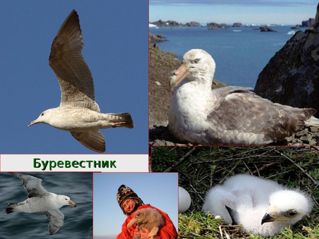 Буревестник