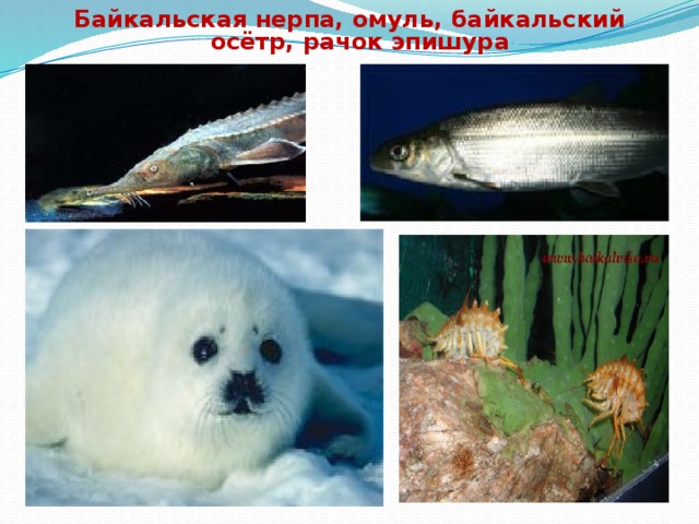 Байкальская нерпа, омуль, байкальский осётр, рачок эпишура