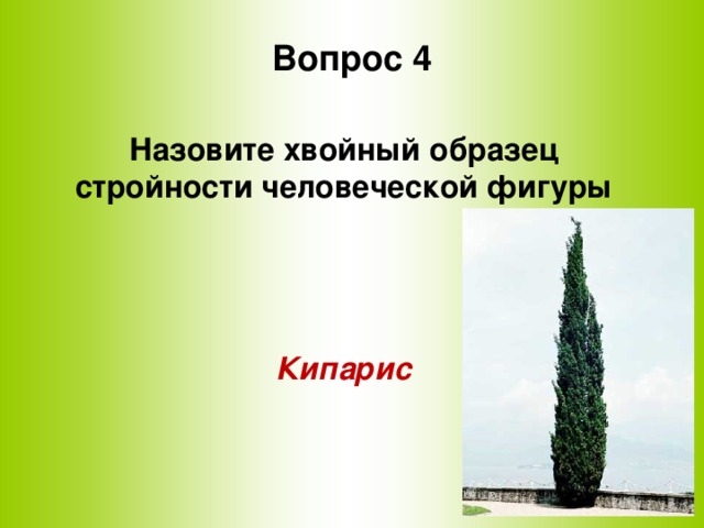 Вопрос 4 Назовите хвойный образец стройности человеческой фигуры    Кипарис