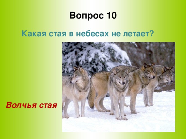 Вопрос 10 Какая стая в небесах не летает?      Волчья стая